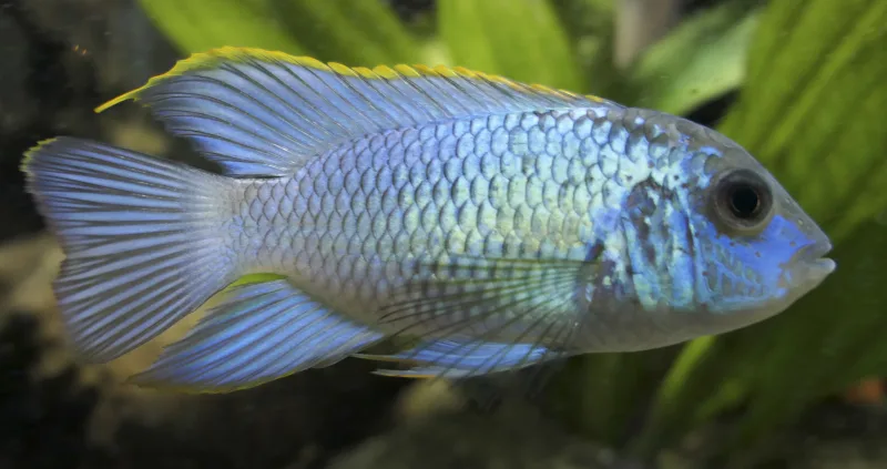 Acara Cichlid (Andinoacara pulcher)