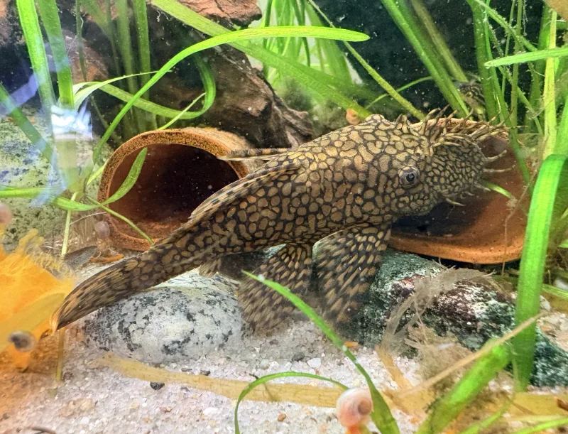 Ancistrus (Pleco) (Ancistrus sp.)