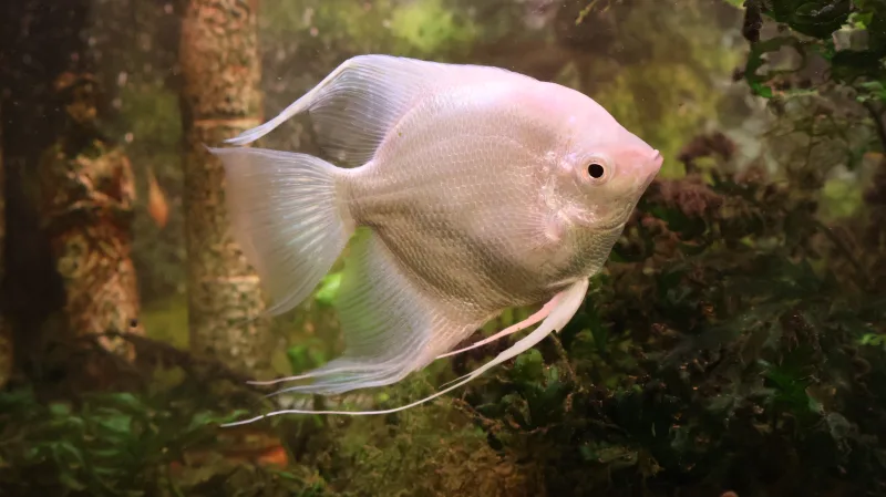 Angelfish (Pterophyllum scalare)