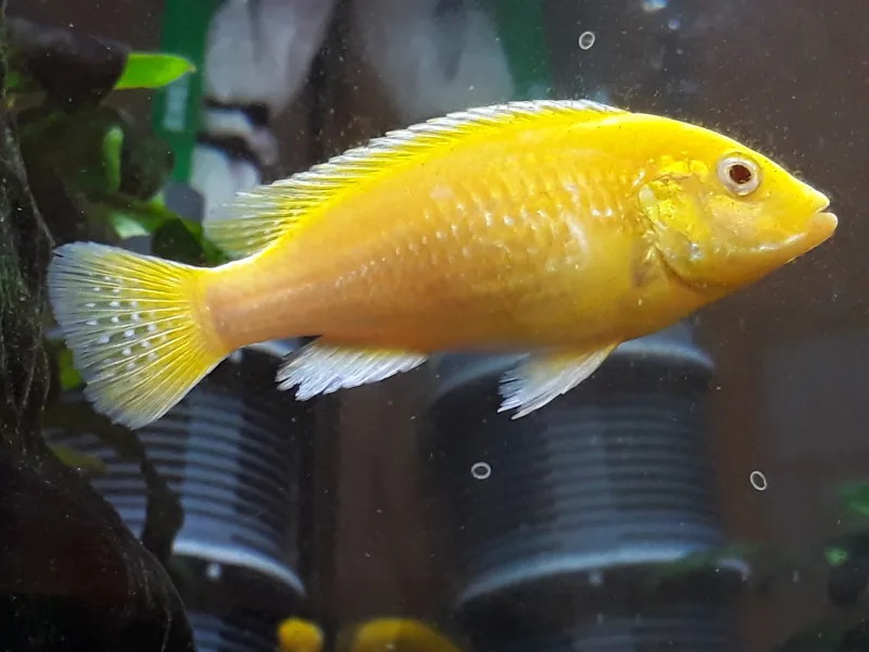 Cichlid (mixed/African) (Labidochromis caeruleus)