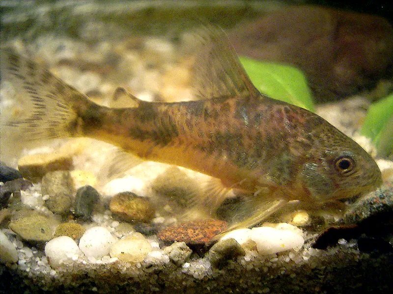 Corydoras (Corydoras paleatus)