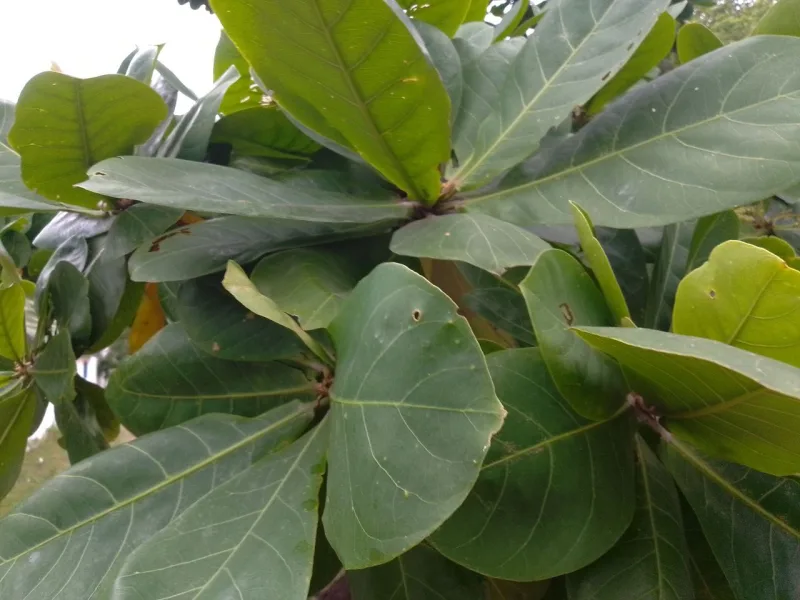 Feeder animals & botanicals (Terminalia catappa)