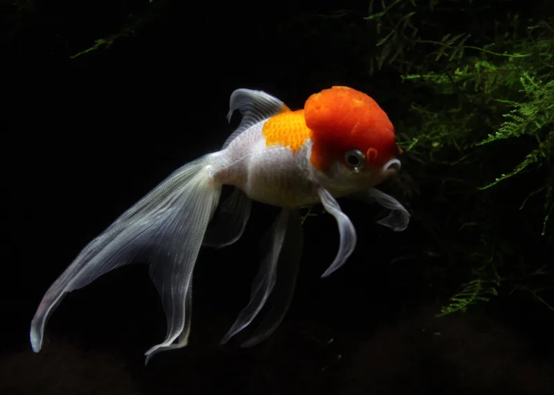 Goldfish (Carassius auratus)