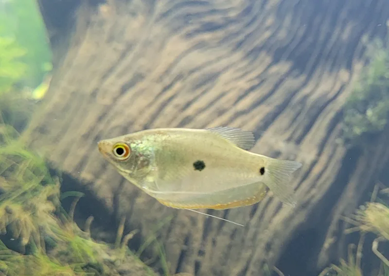 Gourami (Trichopodus trichopterus)