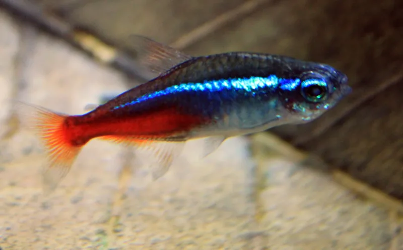 Characins (Paracheirodon innesi)