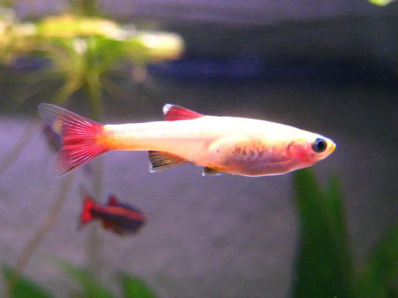 White Cloud Mountain Minnow (Tanichthys albonubes)