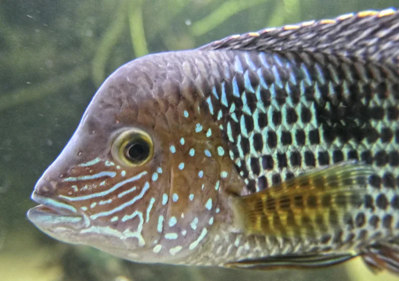 Green Acara Cichlid