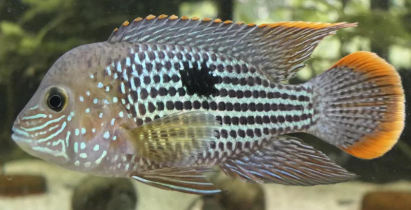 Green Acara Cichlid