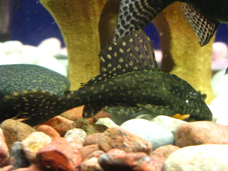 Ancistrus