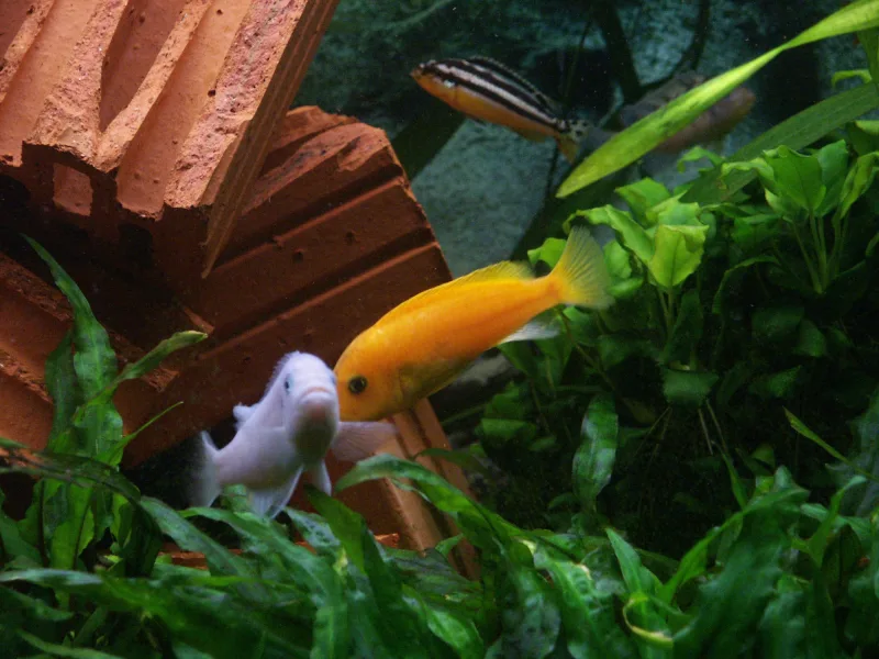Red Zebra Cichlid