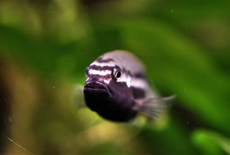 Auratus Cichlid