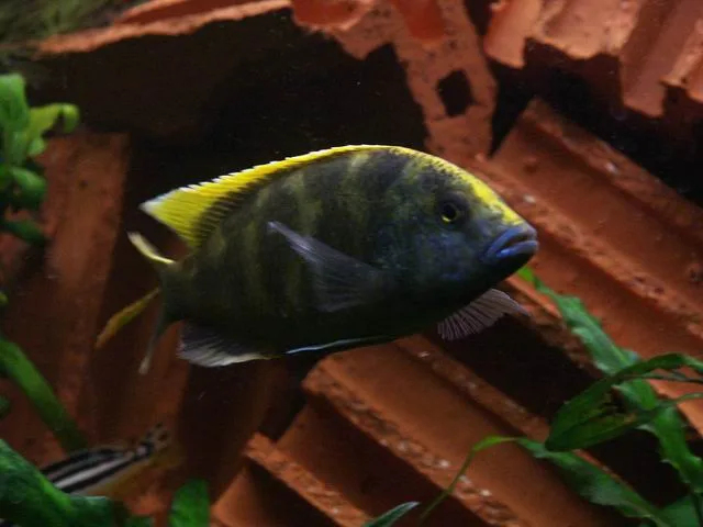 Venustus Cichlid