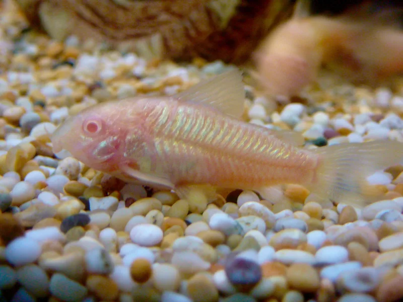 Corydoras Albino