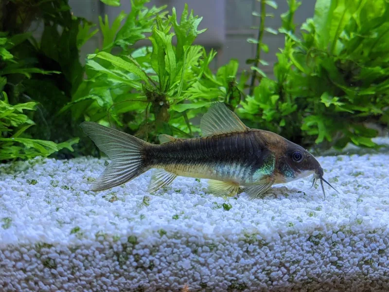 Corydoras Bronze