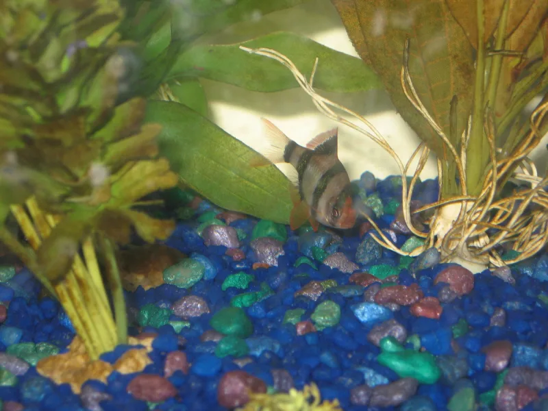 Tiger Barbs