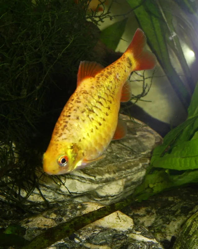 Gold Barb