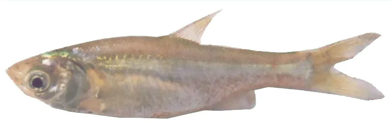 Giant Zebrafish