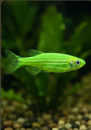 Zebrafish G green