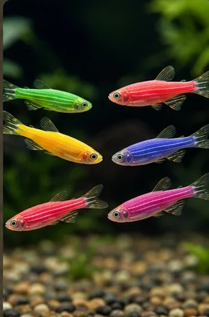 Zebrafish G mix
