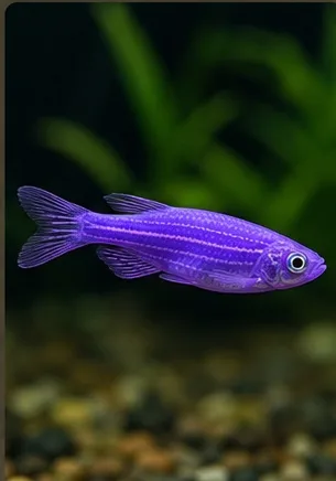 Zebrafish G purple