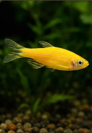 Zebrafish G yellow