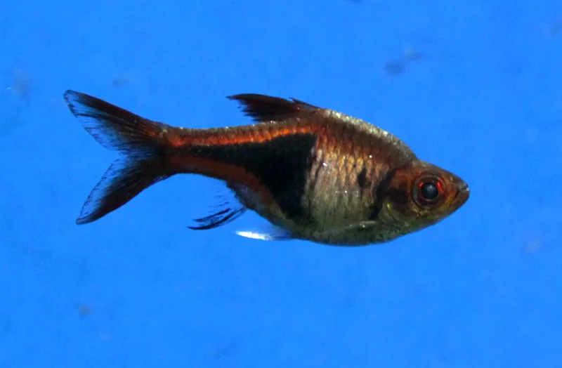 Rasbora