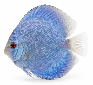 Discus Blue Diamond, 5-6 cm