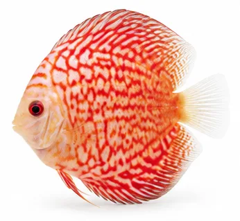 Discus Pigeon Blood, 5-6 cm