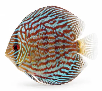 Discus Turquoise, 5-6 cm