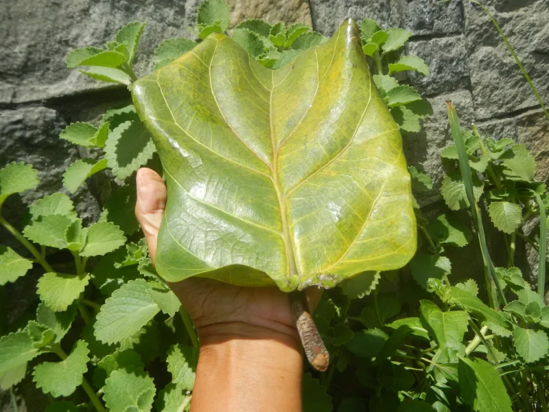 Terminalia catappa
