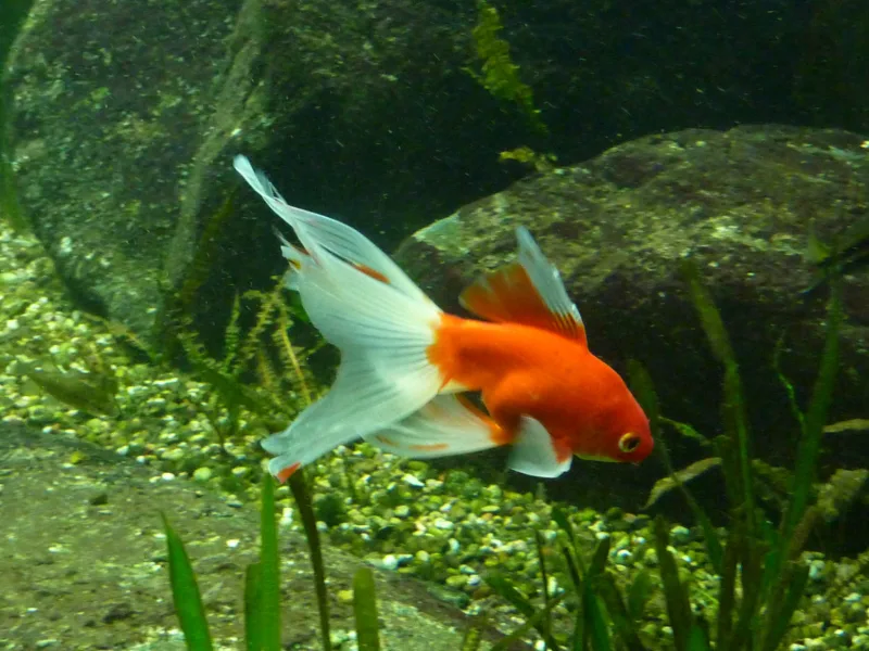 Fantail Mix