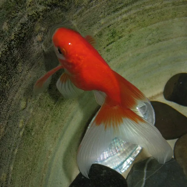 Fantail Mix