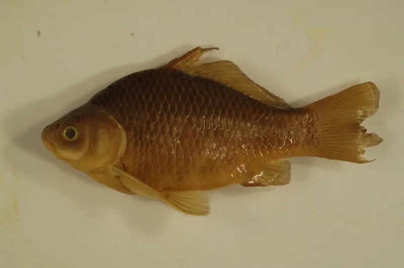 Gold Fish Bronze
