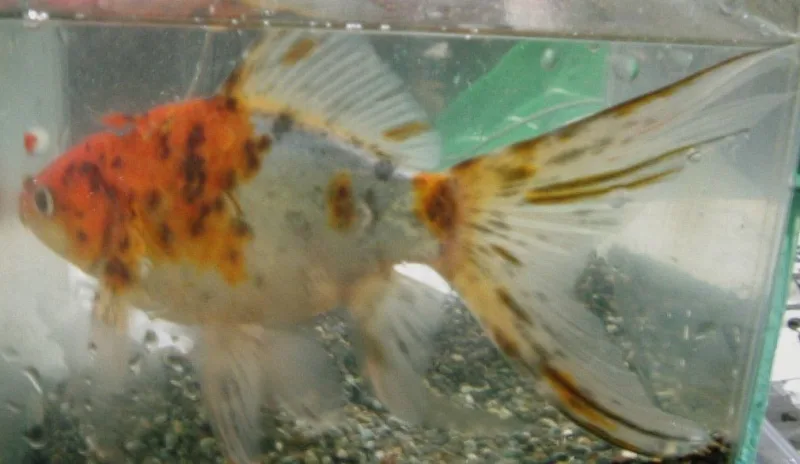 Gold Fish Shubunkin