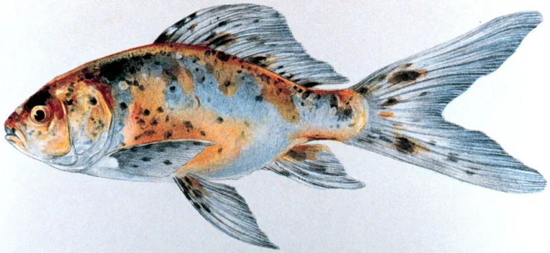 Gold Fish Shubunkin