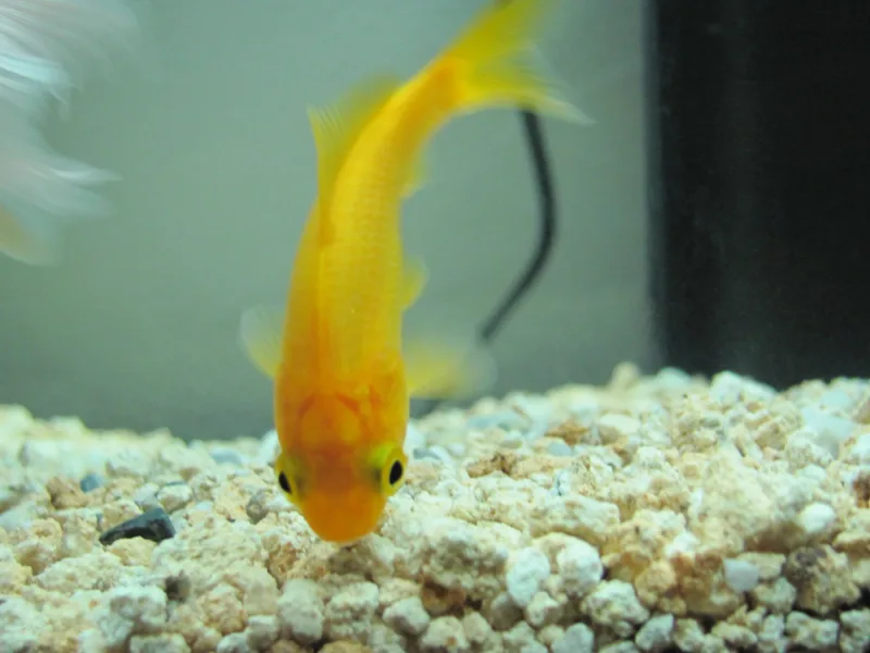 Gold Fish Yellow