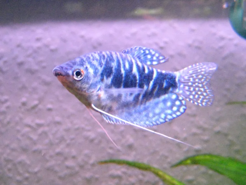 Gourami Blue Cosby