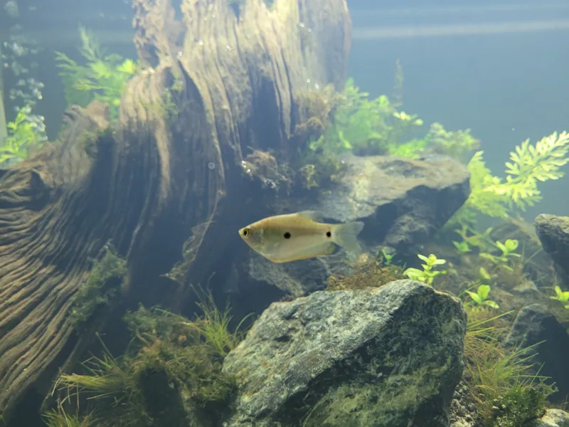 Gourami Mix