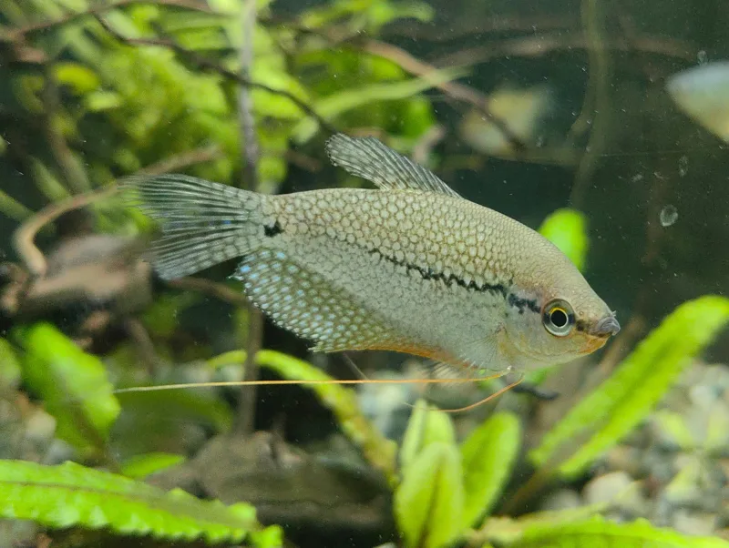Gourami Pearl