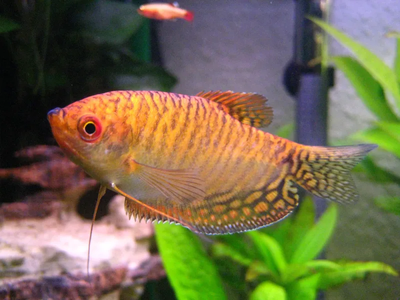 Gourami Gold