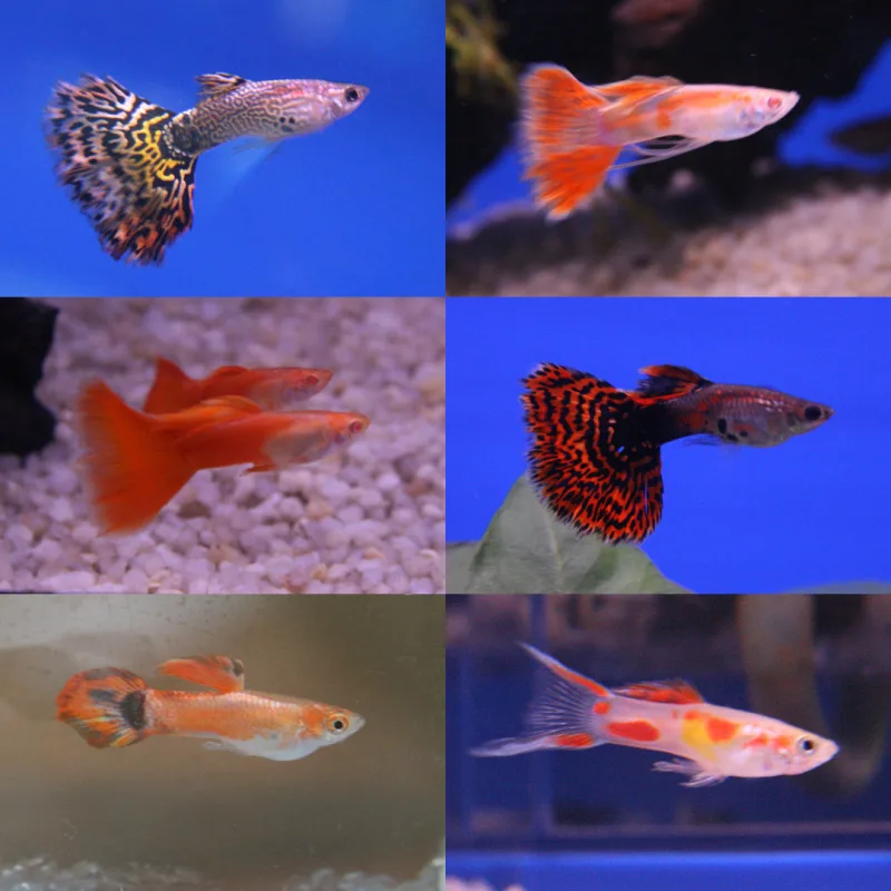 Guppy mix A