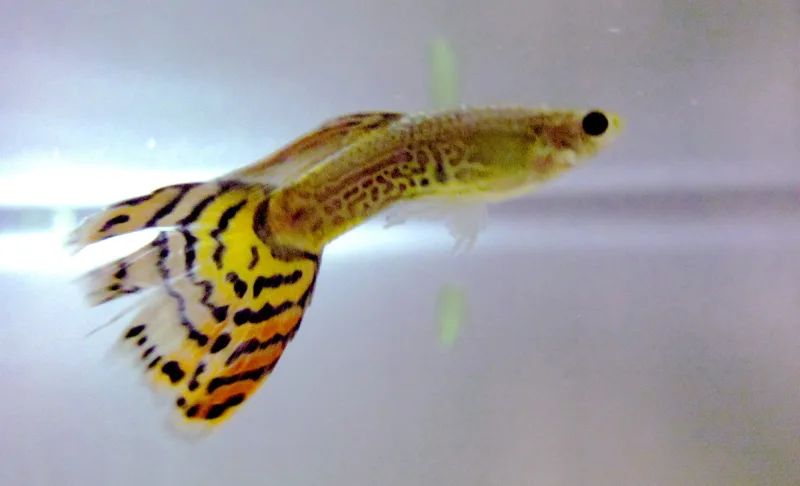 Guppy Male Red Snakeskin