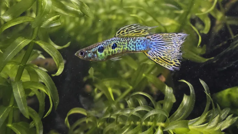 Guppy Male Green Snakeskin