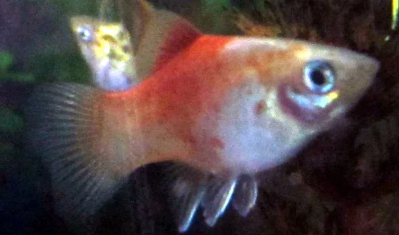Platy Mix