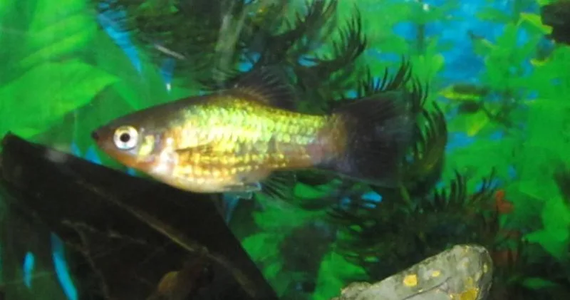 Platy Sun Set Wagtail