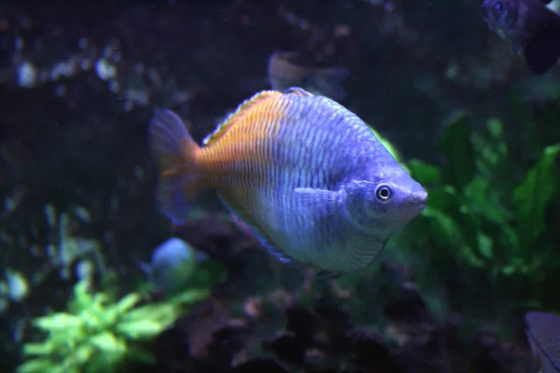 Boesmani Rainbow Fish