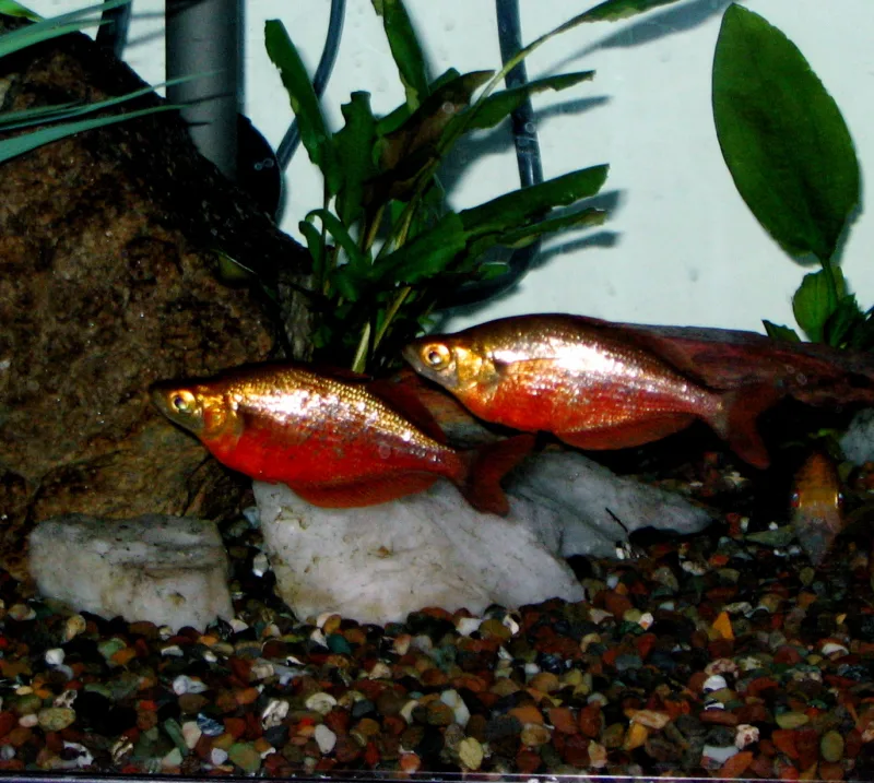 Red Rainbow Fish