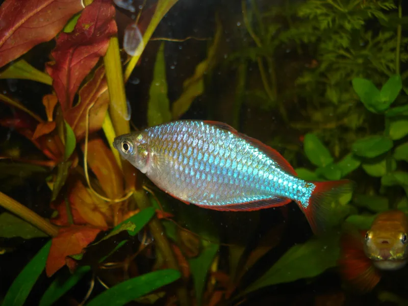 Dwarf Neon Rainbow Fish