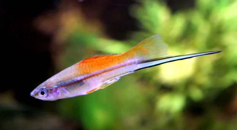 Swordtail Mix