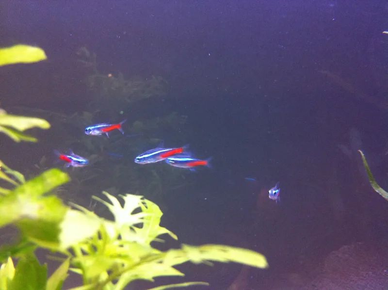 Neon Tetra